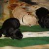 Baloo pups day1 three amigos1